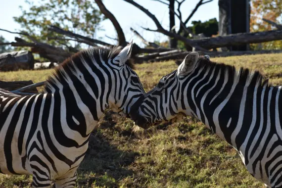 Casino Sticky Wilds Ënnerstëtzung